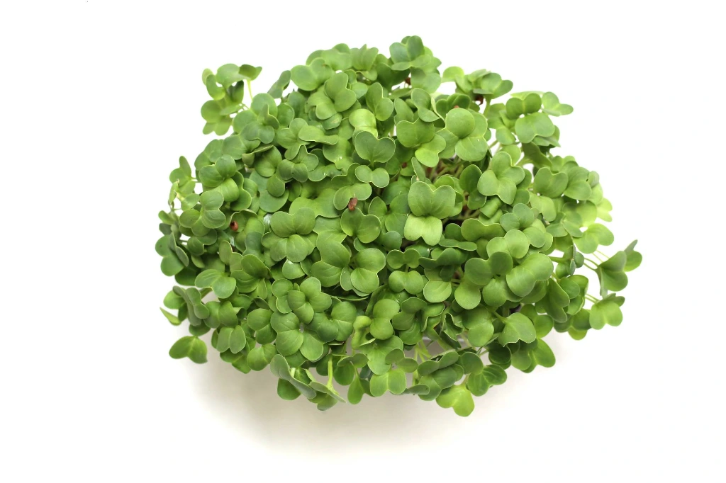 Barquette radis daikon vue dessus.webp