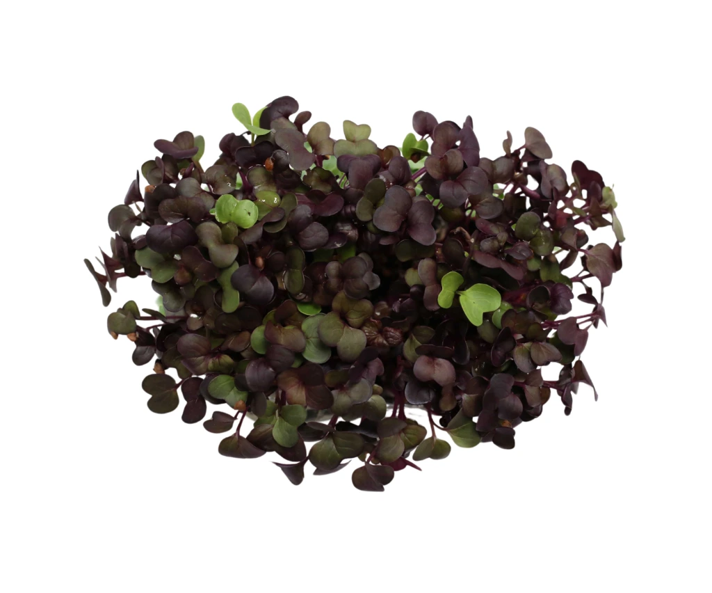 Barquette radis pourpre vue dessus.webp