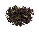 Barquette radis pourpre vue dessus.webp
