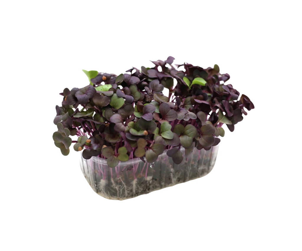 barquette profil radis pourpre.webp