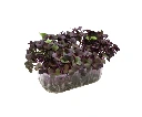 barquette profil radis pourpre.webp