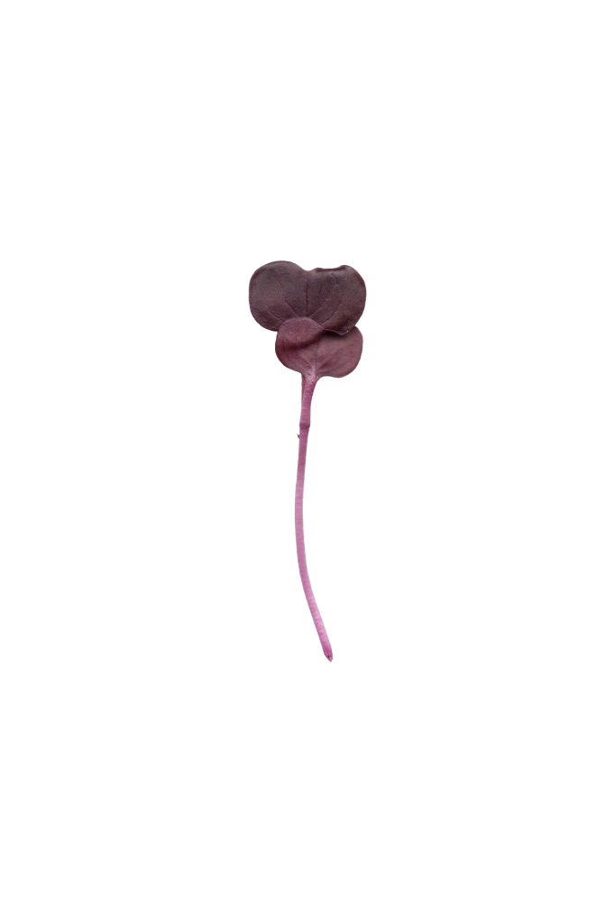 MP-radis-pourpre-transparent-PNG.webp