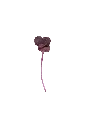 MP-radis-pourpre-transparent-PNG.webp