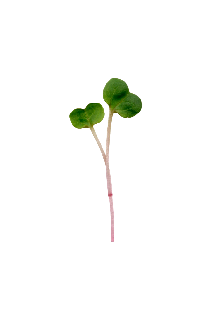 MP-radis-sangria-transparent-PNG.webp