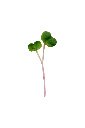 MP-radis-sangria-transparent-PNG.webp