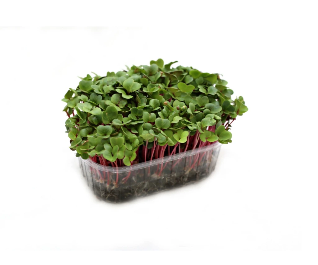 radis sangria micro pousse.webp