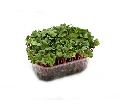 radis sangria micro pousse.webp