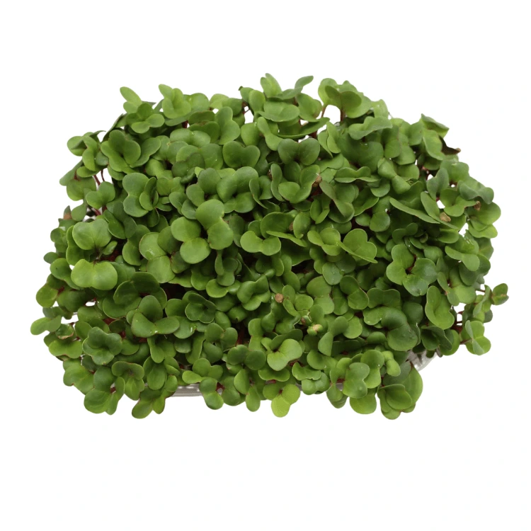 radis sangria micro pousses.webp