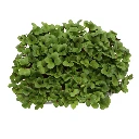radis sangria micro pousses.webp