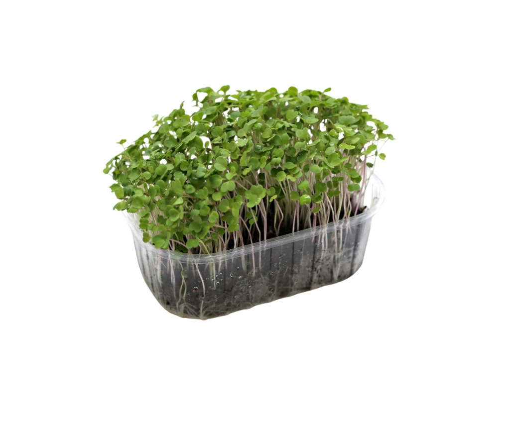 barquette profil roquette.webp