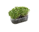 barquette profil roquette.webp