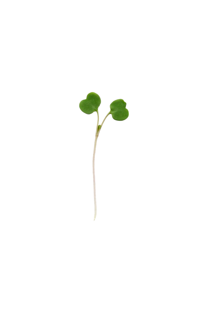 MP-roquette-transparent-PNG.webp