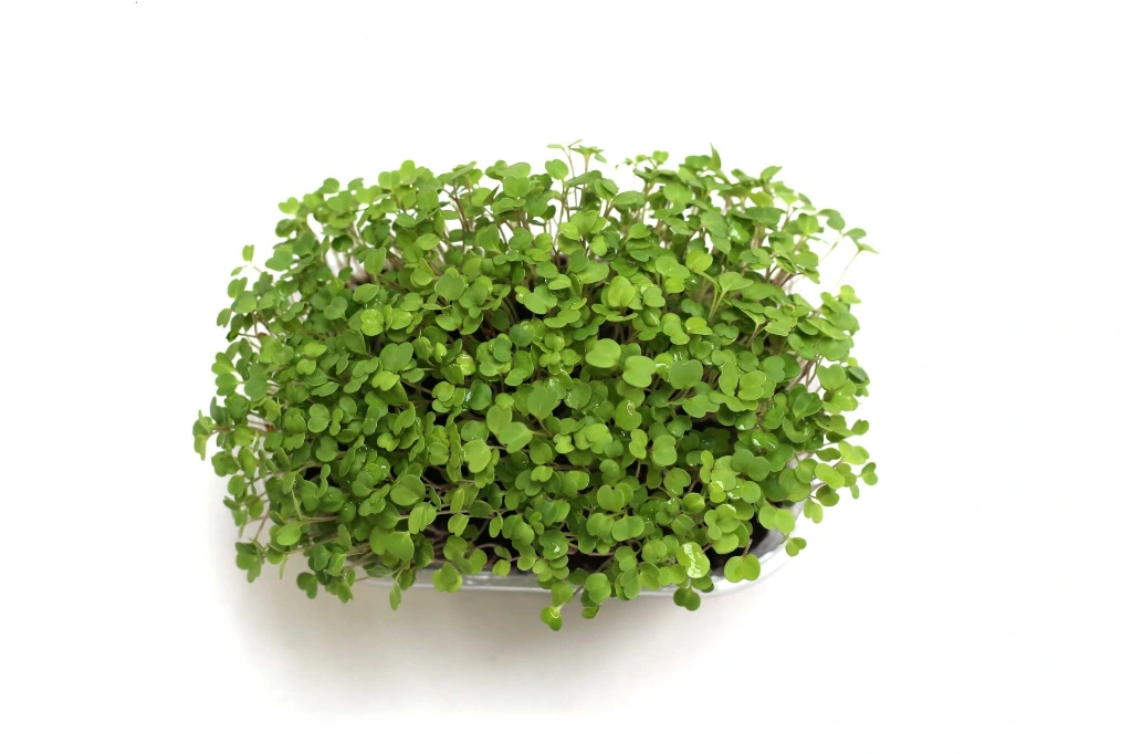 Barquette roquette vue dessus.webp