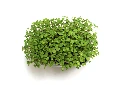 Barquette roquette vue dessus.webp