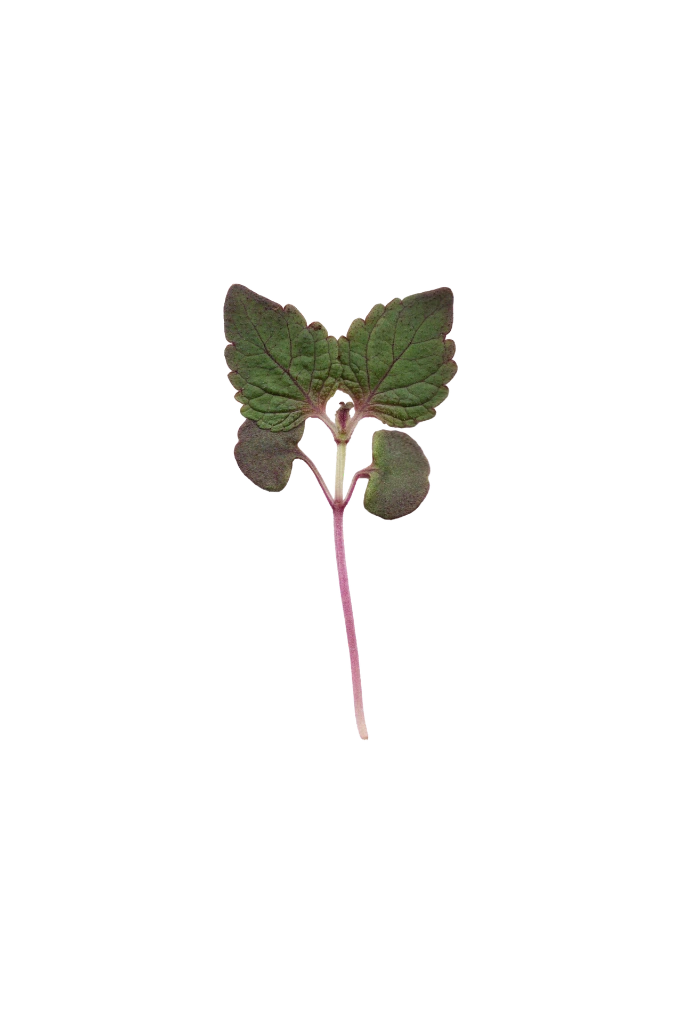 MP-shiso-bicolore-transparent-PNG.webp