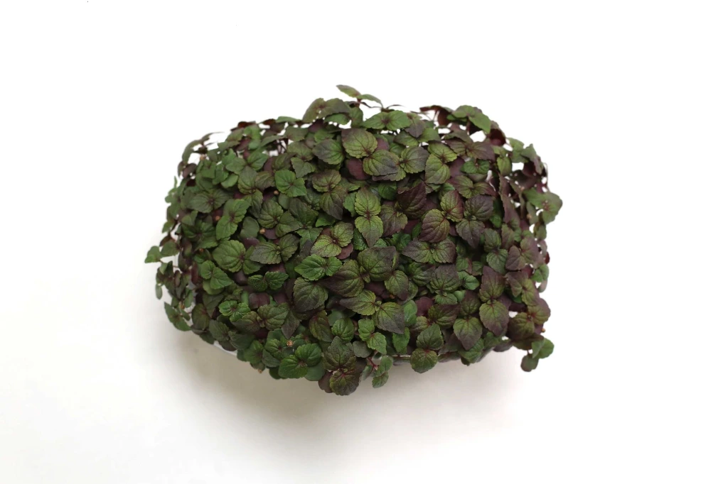 Barquette shiso bicolore vue dessus.webp