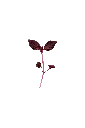 MP-shiso-pourpre-transparent-PNG.webp