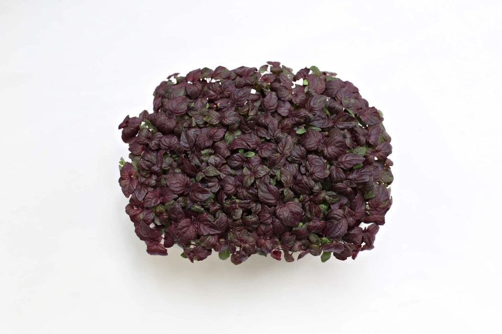 Barquette shiso pourpre vue dessus.webp
