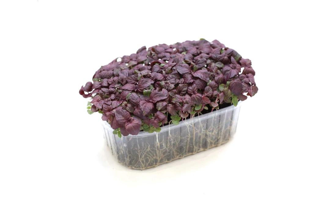 barquette profil shiso pourpre.webp