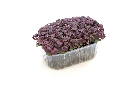barquette profil shiso pourpre.webp