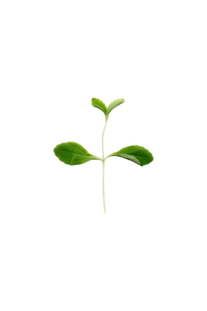 MP-stévia-transparent-PNG.webp