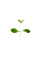 MP-stévia-transparent-PNG.webp