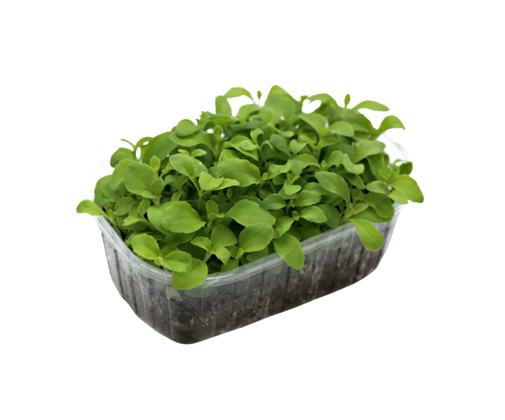 micropousse de stevia.webp