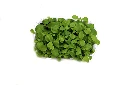 Barquette stevia vue dessus.webp