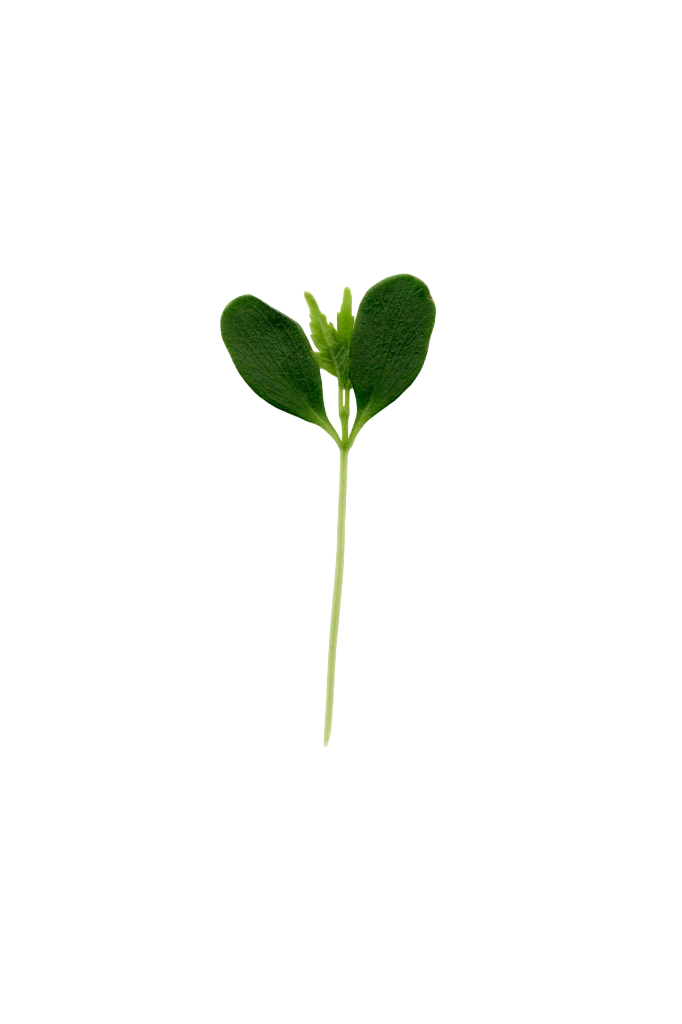 MP-toona-transparent-PNG.webp
