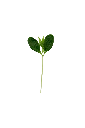 MP-toona-transparent-PNG.webp