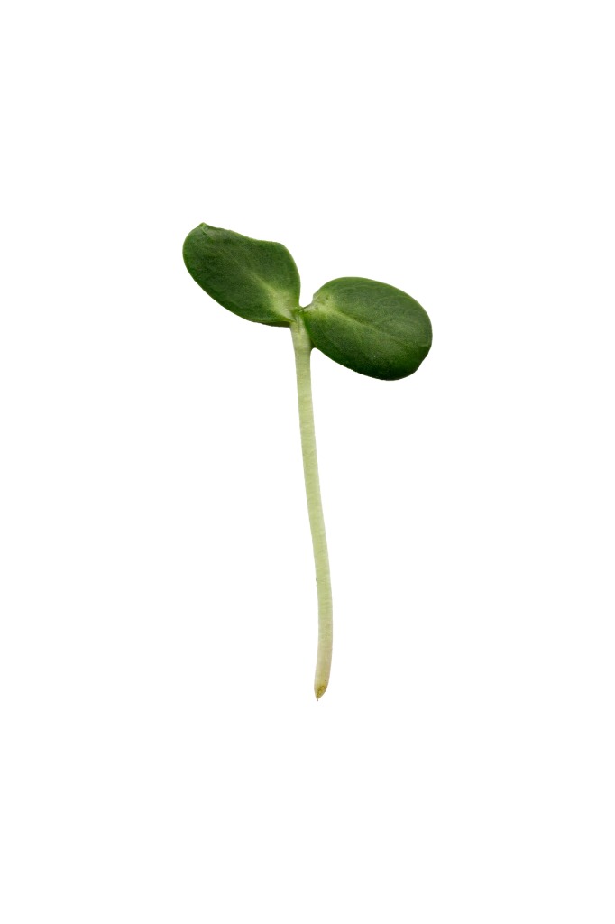 MP-tournesol-transparent-PNG.webp