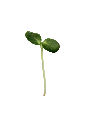 MP-tournesol-transparent-PNG.webp