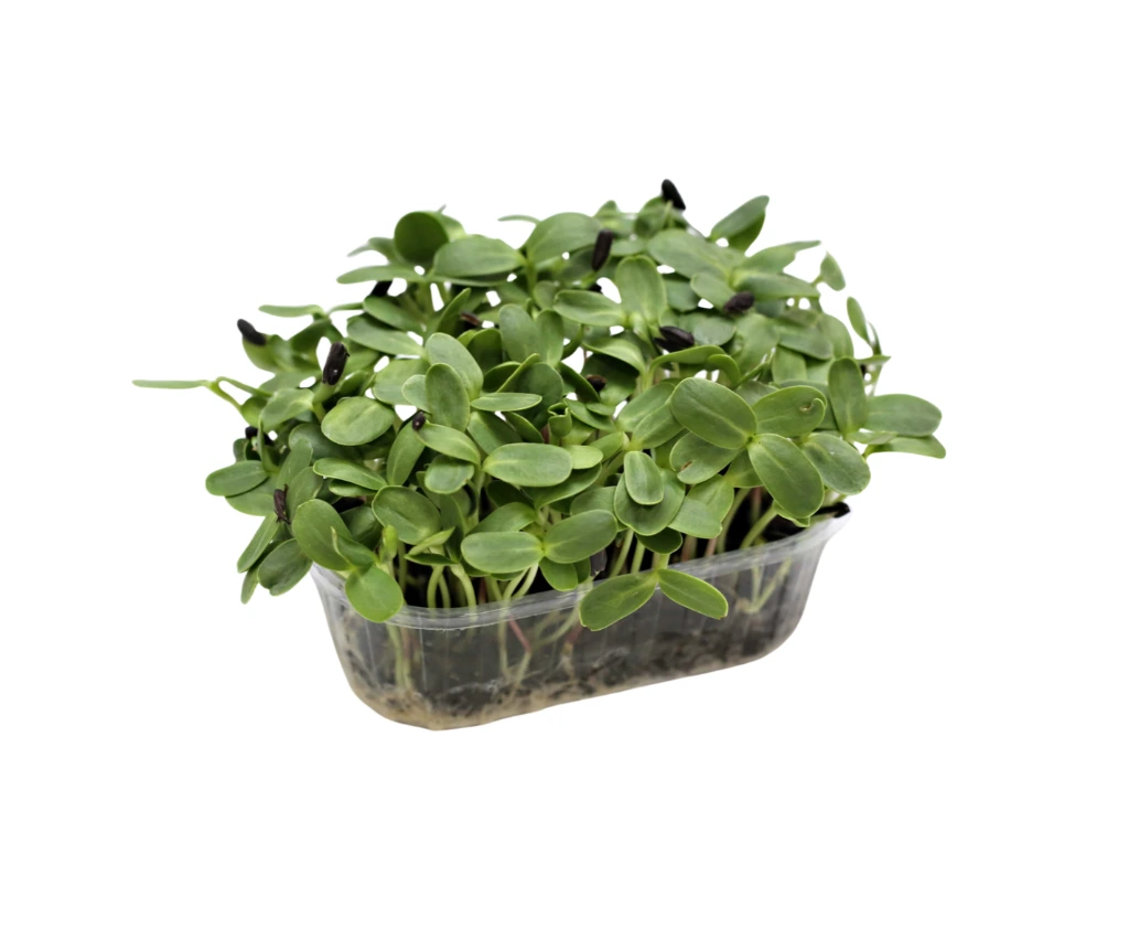 barquette profil tournesol.webp