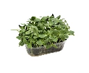 barquette profil tournesol.webp