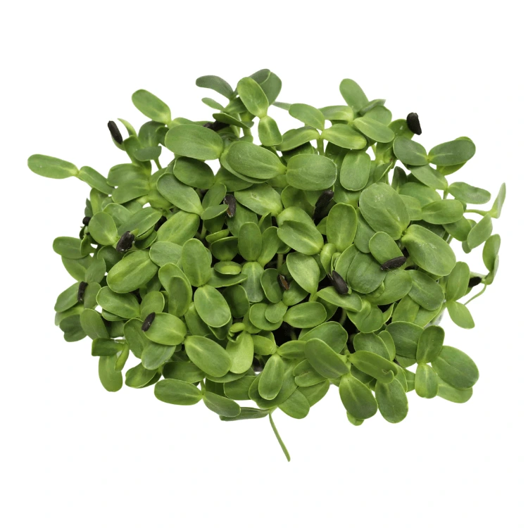 barquette micro pousse tournesol.webp