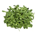 barquette micro pousse tournesol.webp