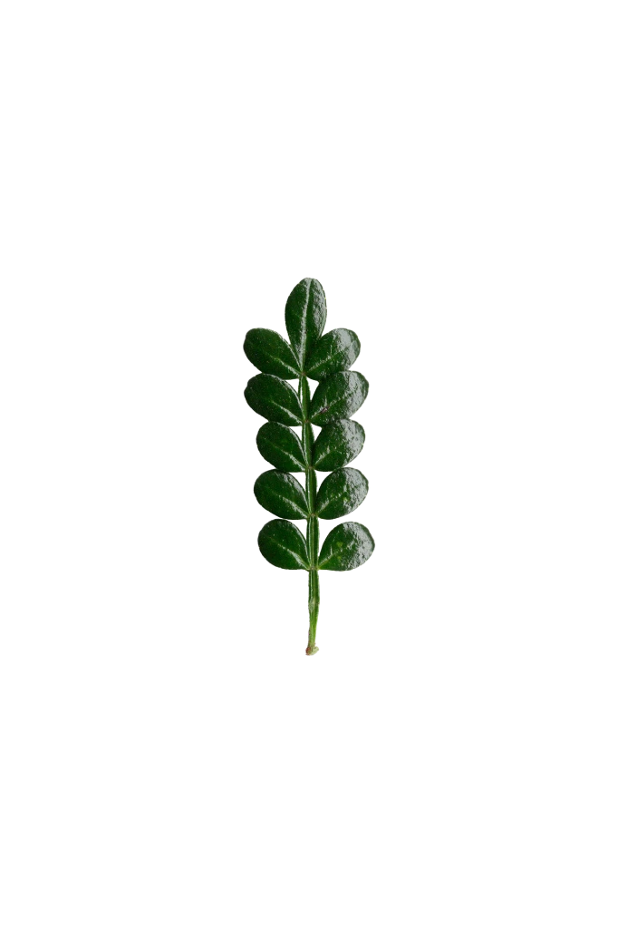 PDTCP-poivrier-transparent-PNG.webp
