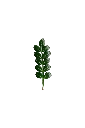 PDTCP-poivrier-transparent-PNG.webp