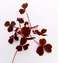 petite oxalis pourpre.webp