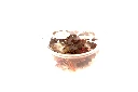 oxalis p.webp