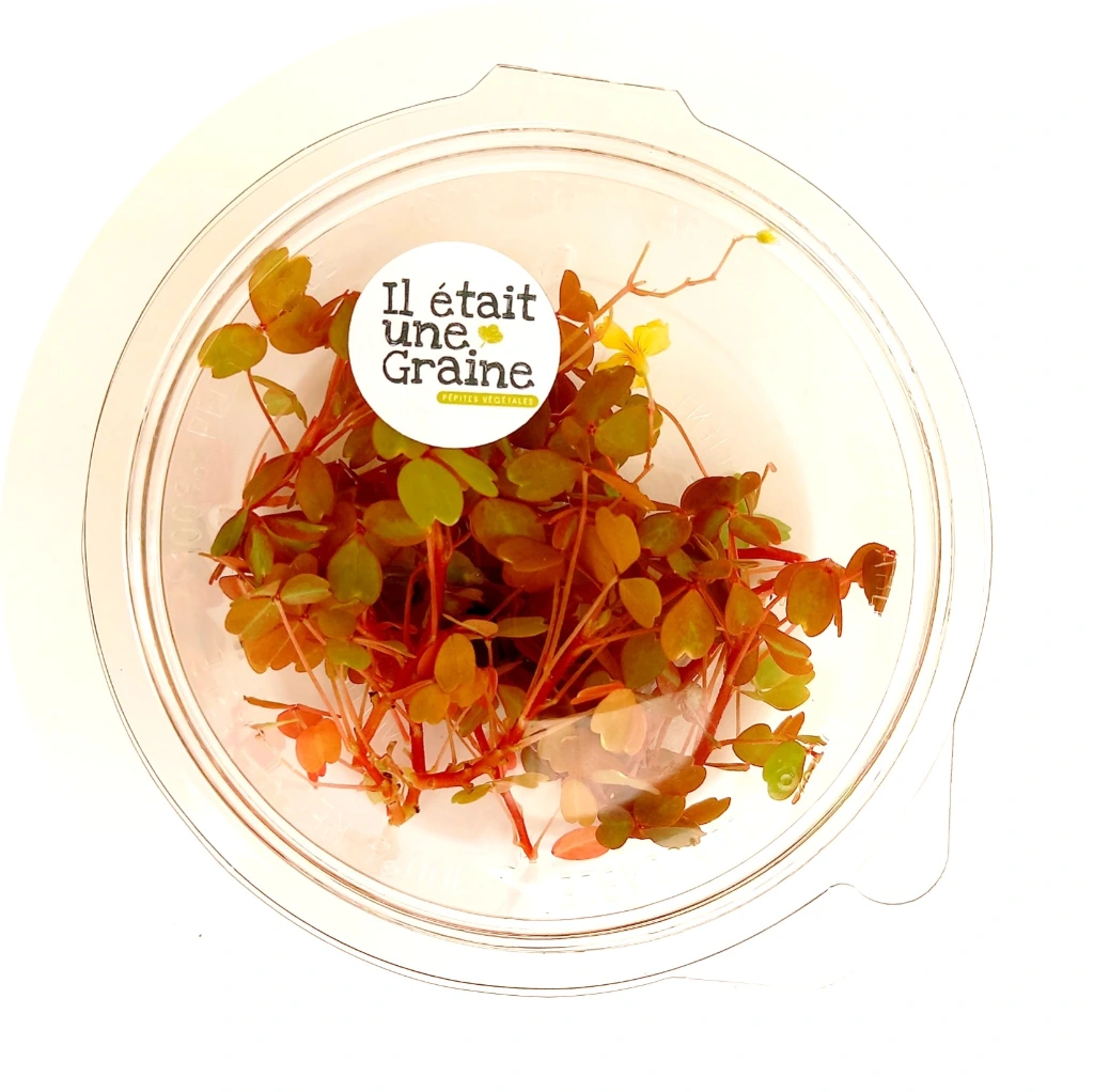 oxalis dorée boite.webp