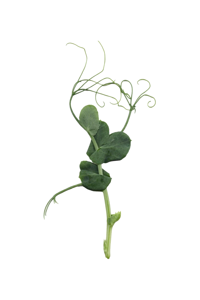 MP-pois-transparent-PNG.webp