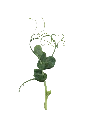 MP-pois-transparent-PNG.webp