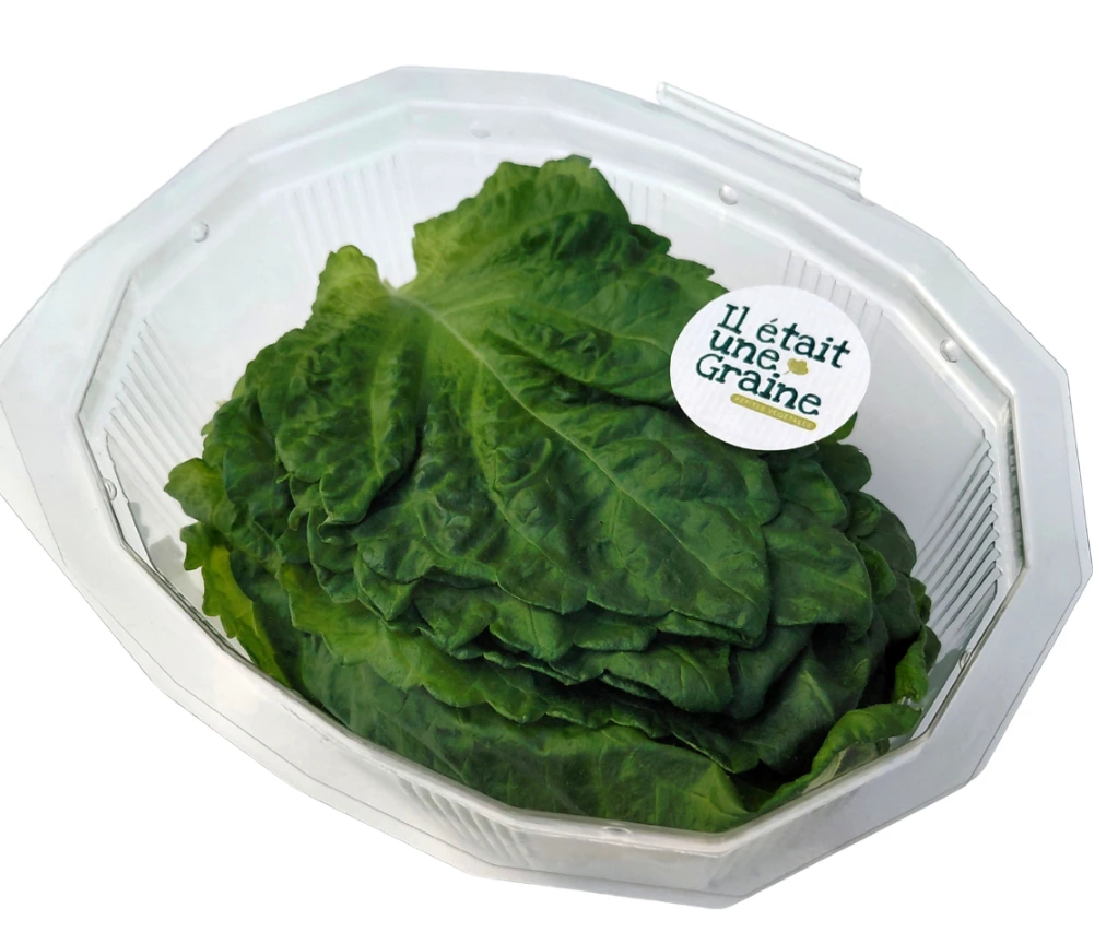 shiso vert feuille boite ter.webp
