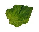 shiso vert feuille (2).webp