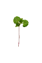 MP-shiso-vert-transparent-PNG.webp