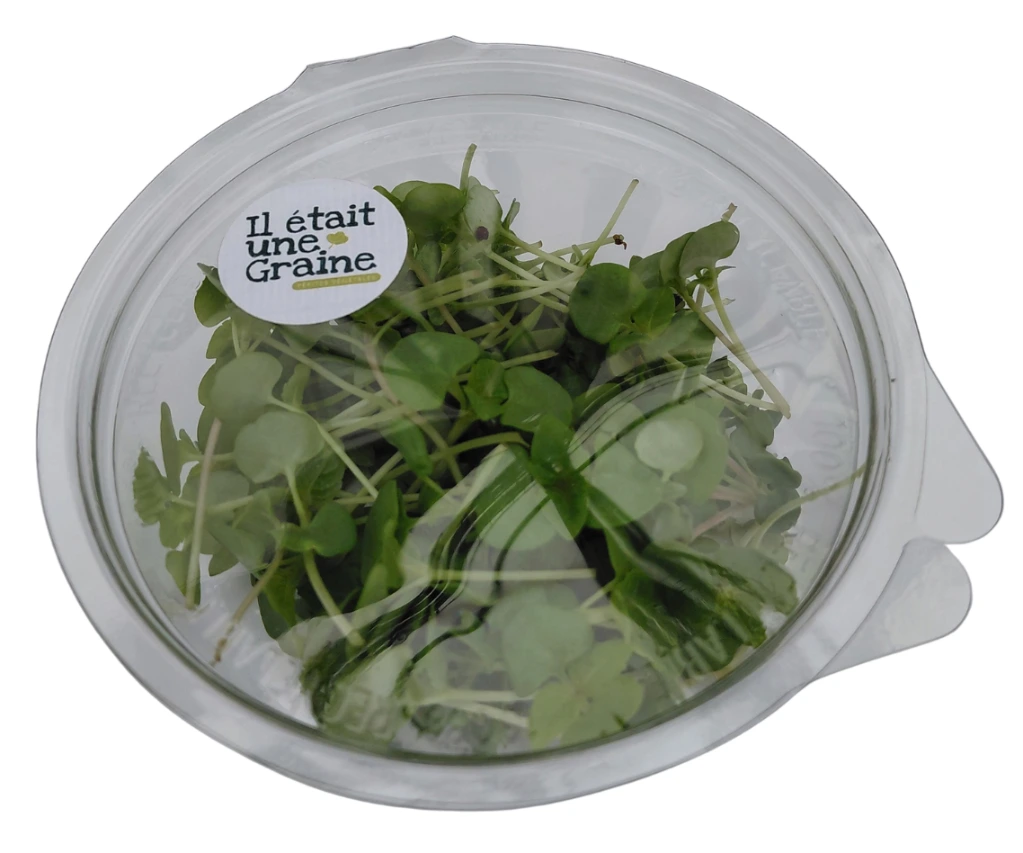 Shiso vert en folie boite.webp