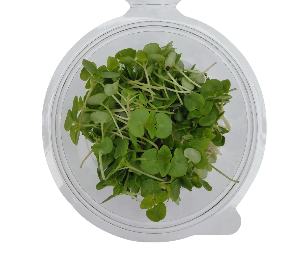 Shiso vert en folie (2).webp
