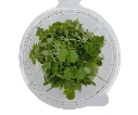 Shiso vert en folie (2).webp
