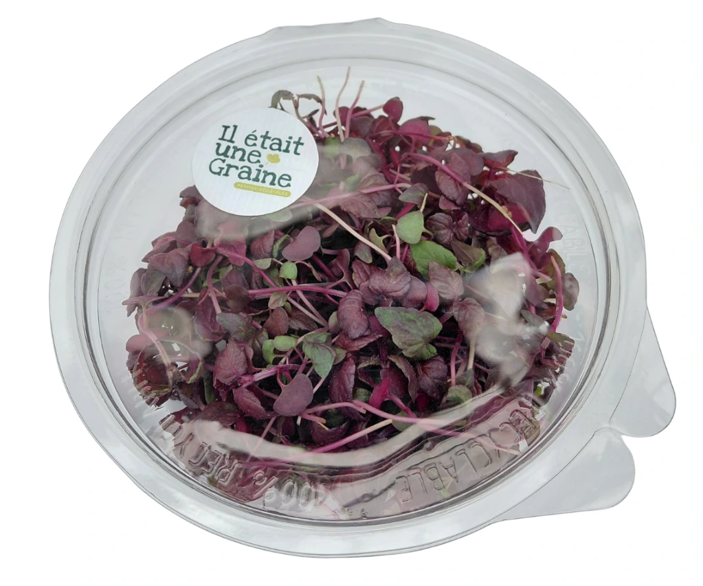 shiso pourpre folie barquette.webp